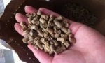 Vyberte si kočičí wc filler cat je nejlepší